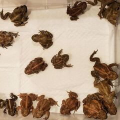 ミヤコヒキガエル　１０匹の画像