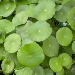 水草　ウォーターコイン（ウォーターマッシュルーム）