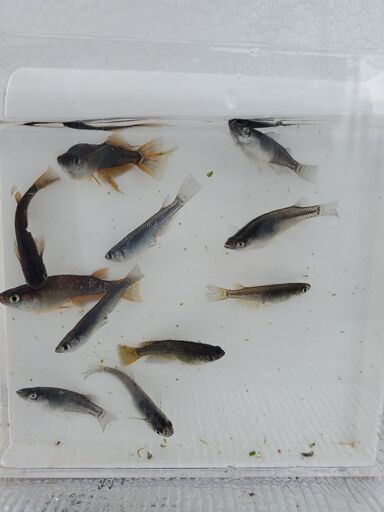 信玄Neoメダカ　10匹　成魚