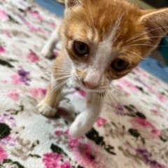 【募集停止中】1ヶ月半のオス