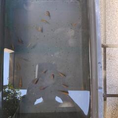 めだか　メダカ　三色の画像