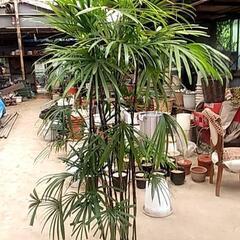 観葉植物が破格値で‼️の画像