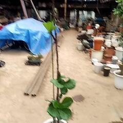 観葉植物が破格値で‼️の画像