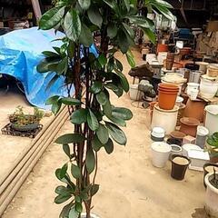 観葉植物が破格値で‼️の画像