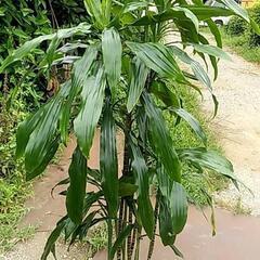 観葉植物が破格値で‼️