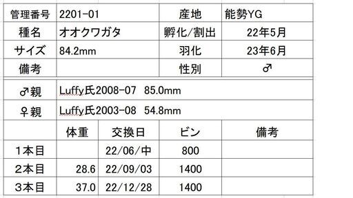 （取引中）【能勢YG】新成虫オオクワガタ♂84.2mm＋♀52～56mm3頭の4頭セット
