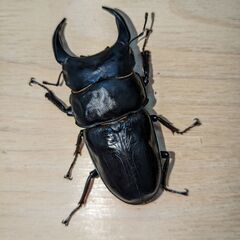 【能勢YG】新成虫オオクワガタ♂84.5mm＋♀52～56mm3...