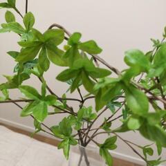 【売れました】美品primaプリマフェイクグリーン造花ドウダンツツジwウォーター60cm花瓶付き観葉植物フェイカの画像