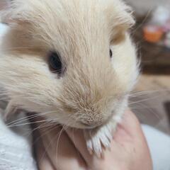 《決まりました》モルモット♂と♀2匹