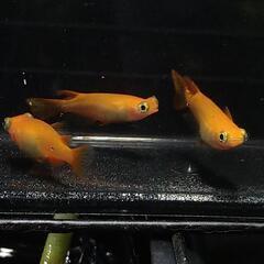 🐟️楊貴妃出目パンダ🐟️