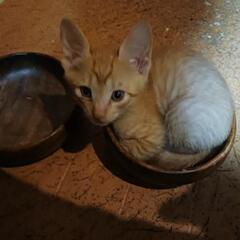 赤ちゃん猫から子猫