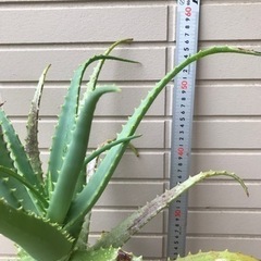 キダチ アロエ1鉢底から60cm位  便秘 に効果絶大   の画像