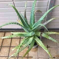 キダチ アロエ1鉢底から60cm位  便秘 に効果絶大   の画像