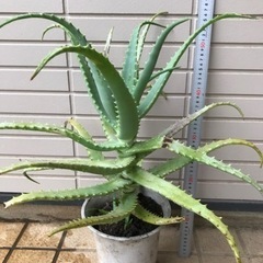 キダチ アロエ1鉢底から60cm位  便秘 に効果絶大   