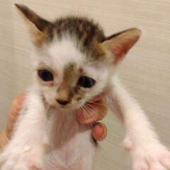キジ白女の子里親さん募集します