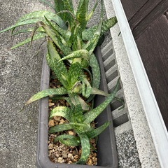 アロエあげます。