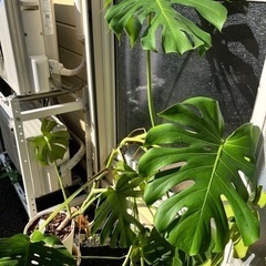 モンステラ