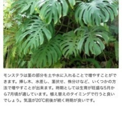 モンステラの画像
