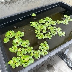 水草／ミニホテイ草／２株１００円