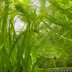お取引中　30匹　 ミナミヌマエビ ※親エビ、稚エビ混合ですの画像
