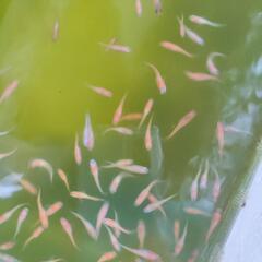 メダカmix (紅白、三色ラメ) 若魚の画像