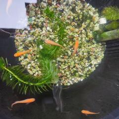メダカmix (紅白、三色ラメ) 若魚の画像