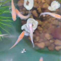 メダカmix (紅白、三色ラメ) 若魚の画像