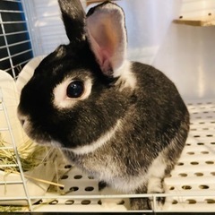 ミニうさぎ②