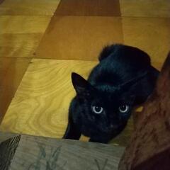 黒猫ちゃん　オス生後５〜６ヶ月ぐらい　亡くなったみたいです…