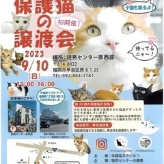 足が短い子猫ちゃん【9/10譲渡会！】 - 里親募集