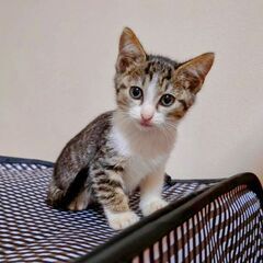 2〜3カ月の子猫