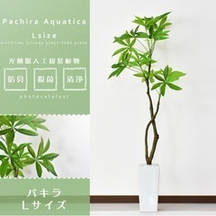 《予定者決定》光触媒人工観葉植物植物 パキラ