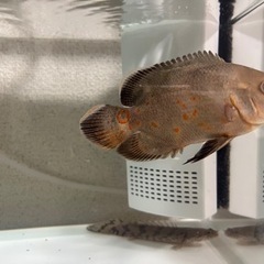 熱帯魚　アルビノタイガーオスカー