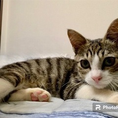 里親様決定！🐾５ヵ月🐾小柄だけど目が大きいイケメンくん！
