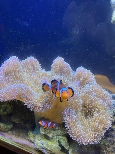 お値下げ海水魚ハタゴイソギンチャクのみ（約28〜30センチ）