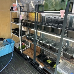 めだかの卵販売　1日限りの限定になります。対人販売　残り5セット　9時より無人販売開始　注意書き追加の画像