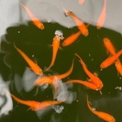 めだか 紅帝 10匹