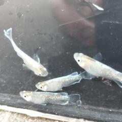 エメラルドフィンメダカの販売の画像