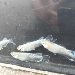 エメラルドフィンメダカの販売の画像