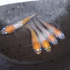 紅白ラメメダカの販売の画像