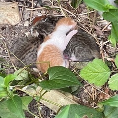 産まれたての子猫の里親さん探しています
