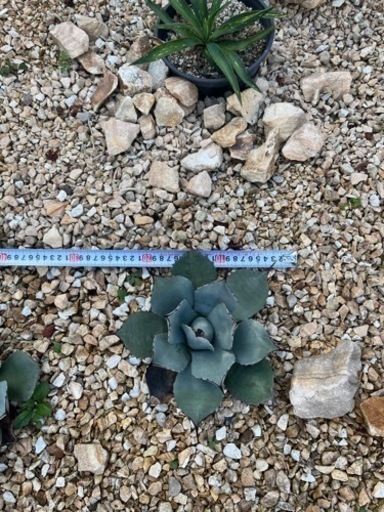 パリートランカータ　アガベ　熊本　ロックガーデン　1