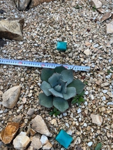 アガベ　パリートランカータ　熊本　ロックガーデン　2