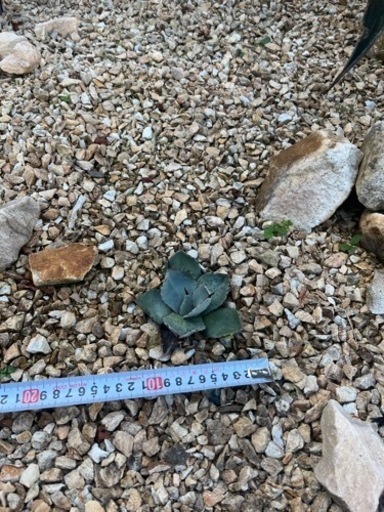 アガパリートランカータ　熊本　ロックガーデン　3