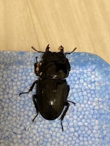 極太系スマトラオオヒラタ　成虫ペア