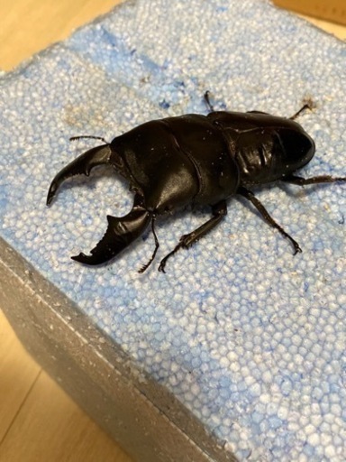 極太系スマトラオオヒラタ　成虫ペア