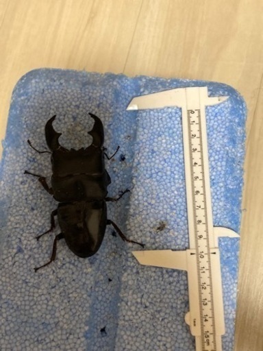 極太系スマトラオオヒラタ　成虫ペア