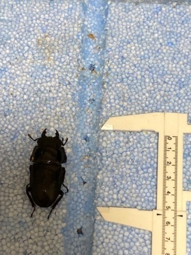 極太系スマトラオオヒラタ　成虫ペア