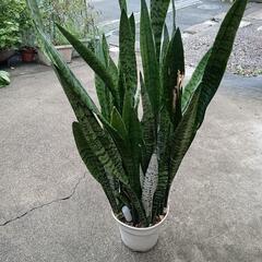 観葉植物サンスベリア　2鉢　三千円