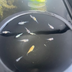 ミックスダルマメダカ　稚魚　